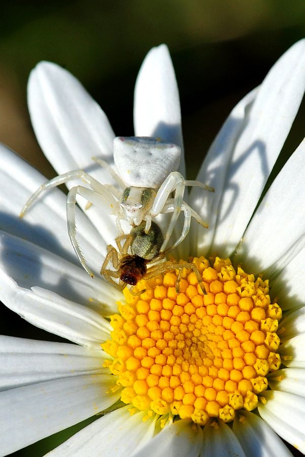 La vita in un fiore